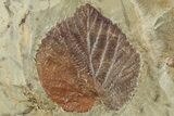 Plate with Four Fossil Leaves (Three Species) - Montana #268333-2
